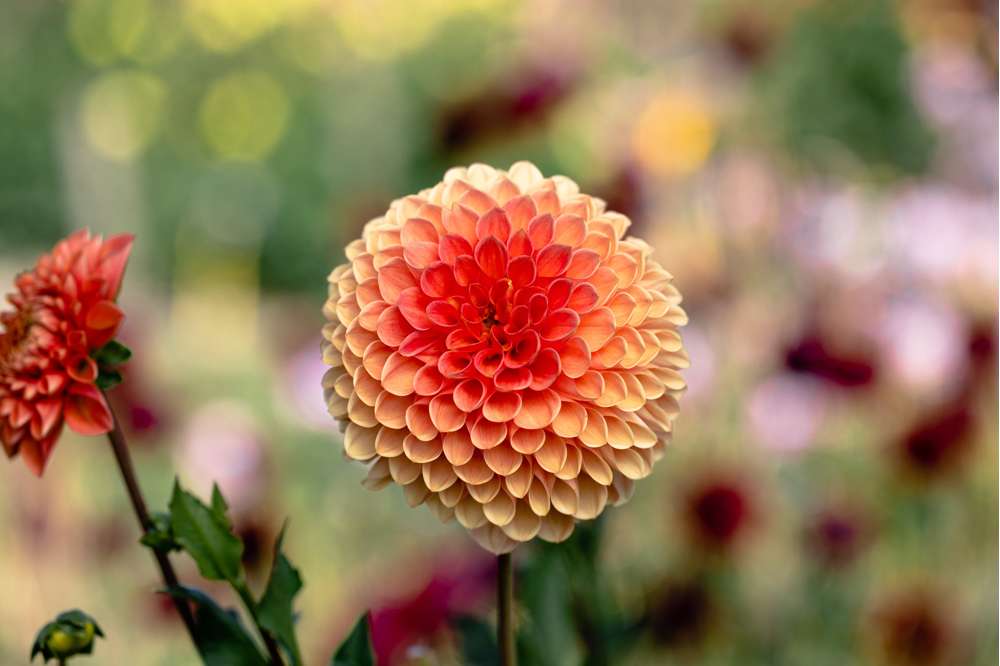 Dahlia 'Jowey Linda'